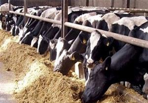 إنشاء أكبر مزرعة للإنتاج الحيواني بأسوان بتكلفة 400 مليون جنيه