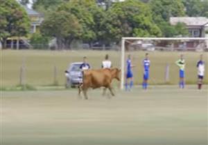 ثور يقتحم مباراة كرة قدم في استراليا