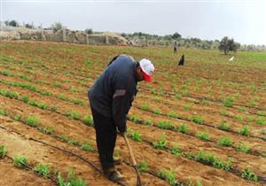 "معلومات الوزراء": الدولة تعمل على خطة توسعية لزيادة رُقعة الأراضي المزروعة