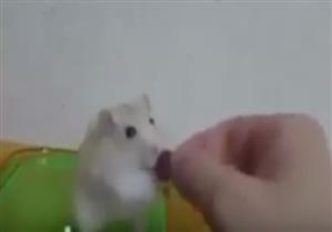 كرامة فأر تجعله يرفض الطعام