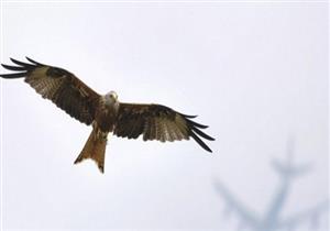 "تجارة محرمة تجلب الملايين".. "البيئة" معلقةً على تدمير أوكار صيد الصقور