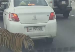 نمر يتجول بين السيارات في الدوحة