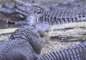 في امريكا.. منتزه يسمح للزوار بالتأرجح فوق بحيرة تماسيح ضخمة