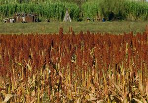 وزير الزراعة: استنباط أصناف جديدة تتوائم مع تقلبات الجو وقلة المياه