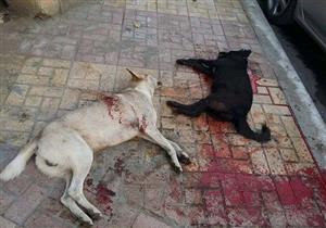 إعدام 55 كلبا ضالا في حملة بحي المنتزه في الإسكندرية