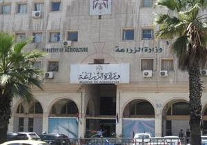 "الزراعة" تخاطب التموين لاستلام القمح طبقا لكشوف الحصر وليس الحيازة 