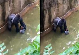 مدير حديقة حيوان أمريكية يدافع عن قتل غوريلا لإنقاذ طفل