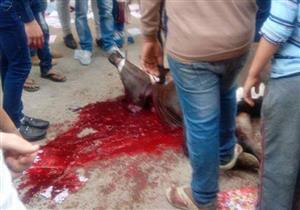 عميد تجارة الإسكندرية : واقعة ذبح العجل حدثت خارج أسوار الجامعة