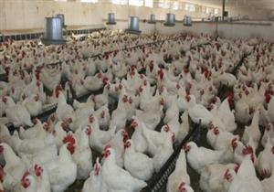 19% زيادة بصافي ربح "القاهرة للدواجن" في أول 3 أشهر من 2016
