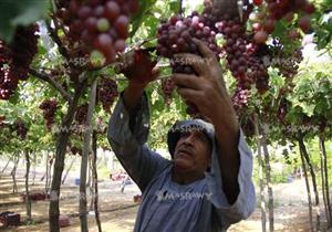 هل ستنخفض أسعار العنب والخوخ والبطيخ خلال الموسم الحالي؟.. نقيب الفلاحين يُجيب