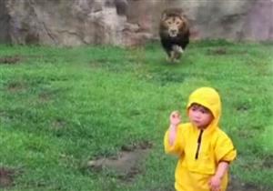 بالفيديو.. أسد يهاجم طفلاً.. وهذا الشيء ينقذه!