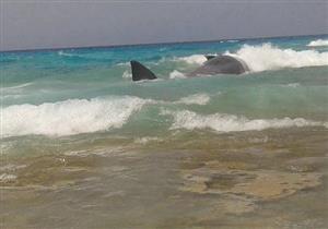 أنباء عن ظهور حوت بشواطئ مرسي مطروح.. والبيئة تصدر تعليمات للمواطنين