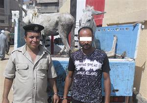 ضبط سائق وبحوزته حمارين مذبوحين بالمنوفية 