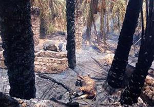 بالصور حريق هائل يلتهم  5 أفدنة نخيل وفاكهة بالوادي الجديد