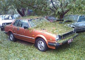 هذه الحشرة الصغيرة تهدد سيارتك فاحذر منها!