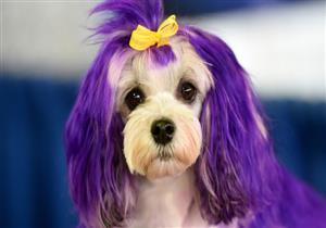 مدينة سعودية ترفض إقامة مسابقة "أجمل كلب"