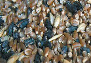 وزير الزراعة: لم تدخل مصر أي حبة قمح مصابة بالإرجوت حتى الآن