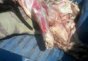 ضبط 3 أطنان لحوم فاسدة بثلاجة في الهرم