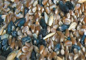 الزراعة تقرر منع دخول القمح المستورد المصاب بأي نسبة من فطر "إرجوت"