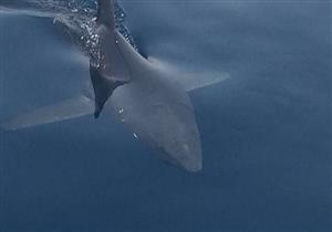 غلق شاطىء دمياط الجديدة بعد ظهور سمكة قرش بـ"عزبة 6"