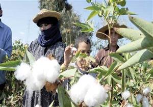"زراعة المنوفية": 5 مراكز لتجميع القطن من المزارعين 