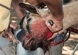 البحوث الإسلامية: الذبح فى العيد بنية الأضحية والعقيقة جائز بشروط