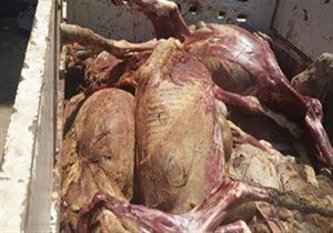 الحبس 4 أيام علي ذمة التحقيقات لمتهم يذبح الحمير داخل مسكنه بالمنيا