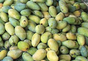 علي ضفاف القناة يخرج " الشُّهدُ" من باطن الأرض 