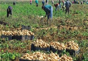 كيف قلصت الصادرات الزراعية عجز الميزان التجاري لمصر؟.. أستاذ اقتصاد يُجيب