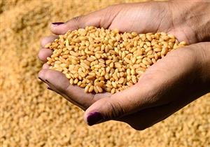 التموين بعد إلغاء ثالث مناقصة لاستيراد القمح: المخزون الاستراتيجي آمن