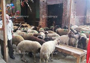 صكوك الأضحية بالتقسيط.. كل ما تريد أن تعرفه عن الأسعار وطرق السداد