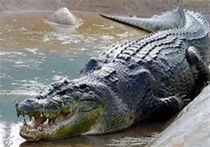 تمساح كبير يهاجم مالكا لأحد متنزهات الحياة البرية في أستراليا