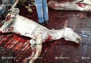ضبط عاطلين أثناء ذبحهما حمارًا في بني سويف