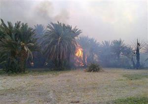 تفحم 20 نخلة في حريق بمنطقة بئر 18 جنوب واحة الخارجة 