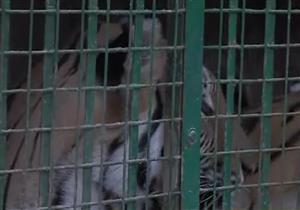 "النيابة": تعيين حراسة مشددة على مزرعة الحيوانات المفترسة بالعياط