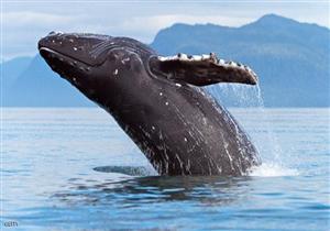 بعد ظهور الحوت الأحدب.. وزير البيئة يُصدر قرارًا بشأن الكائنات البحرية 