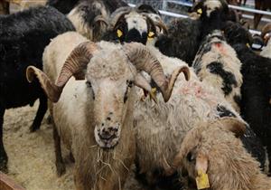 موضة تركيا.. "اشتري أضحية واحصل على تلفاز"