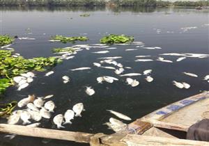 بالصور.. نفوق أطنان من الأسماك في نيل الغربية