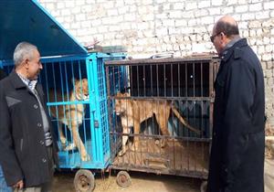 بالصور.. 8 أسود يتسببون في ذعر لأهالي بالمنوفية.. والأمن يؤكد نقلهم 