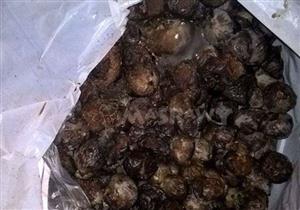 ضبط تين ممتلئ بالديدان يعد لتصنيع مربى التغذية المدرسية بالبحيرة