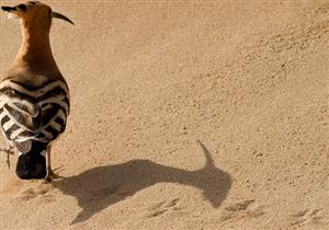 يظن الناس أن مهمة هدهد سيدنا سليمان كانت نقل خبر بلقيس فقط.. ولكن؟