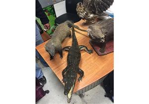 ضبط "حيوانات محنطة" مع راكب كويتي بمطار القاهرة قبل تهريبها 