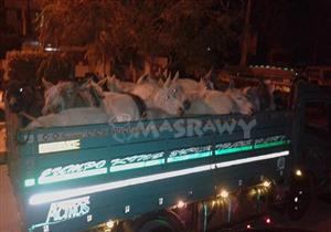 ضبط سيارتي نقل محملتان بعشرات الحمير في طريقها للذبح بالبحيرة