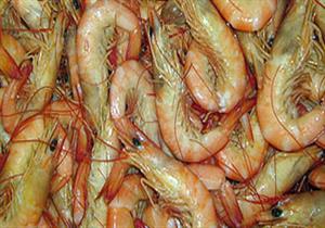 أسعار الجمبري ترتفع 10 جنيهات للكيلو خلال تعاملات اليوم في سوق العبور 