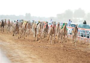 125 سيارة فارهة تنتظر الفائزين فى مهرجان الهجن بالإمارات