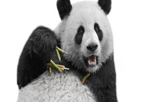 باندا صينية سافرت إلى برلين.. هذا ما فعلته داخل حظيرتها