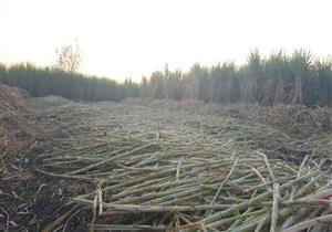 مزارعو قصب السكر بالأقصر: "مبقاش يجيب همه" (صور)