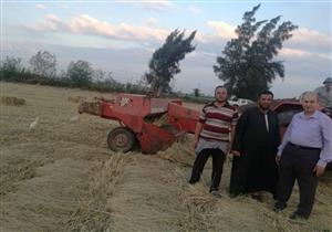 نقيب الفلاحين: نستخدم "القش" كأعلاف للمواشي بعد زيادة أسعارها