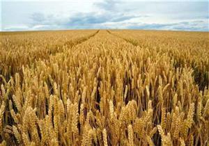 الزراعة: خطة لاستصلاح 3.5 مليون فدان في العديد من المشروعات 