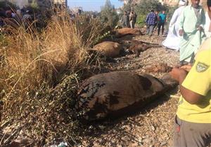 بالصور.. قطار يدهس 16 رأس ماشية بالشرقية